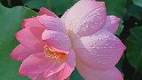 冒着高温跟拍多日，终于拍到了完整的并蒂莲开花