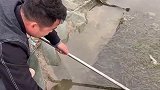 河道里捕获一只螃蟹，回家蒸着吃！