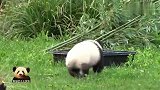熊猫宝宝梦圆兴高采烈地奔向大澡盆，超萌屁屁可爱无敌