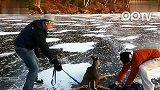 安大略冰湖上拯救鹿