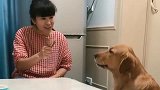 主人给小狗吃肉干，金毛妈妈上去就是一顿揍，果然是亲妈