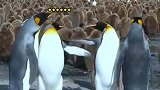 两对企鹅夫妻吵架，一母企鹅嫌老公没上手生气的走了