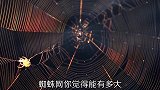 有趣动物盘点，最庞大的蜘蛛群，凶猛异常的虾