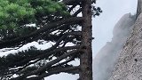 奇哉黄山松，扎根在岩石，自信迎宾客，从容斗风雨