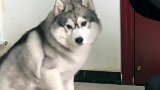 主人你这样对我真的好吗