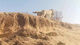 狼群里的老大是谁？一场战斗下来，没想到藏獒做到了