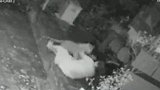 印度：一妇女被豹子袭击，摔倒后用拐杖将其击退