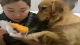 看女主吃烤地瓜眼馋，狗子在女主怀里撒起娇来，太逗了