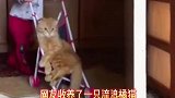 国外网友收留了一只流浪橘猫