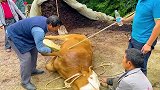 牛牛关节脱臼，兽医用针灸法让牛牛起死回生，场面壮观