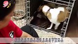 主人喂食小猫咪，结果狗狗却不愿意，镜头拍下全过程！