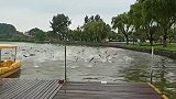 水开了？南京玄武湖鱼群集体跃出水面超震撼 原因曝光