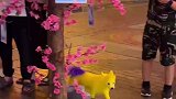 五颜六色的性感修狗