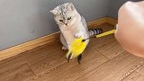 主人用逗猫棒勾住猫咪的手，猫咪很生气，哼！不跟你玩了