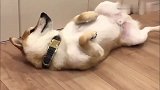柴犬在地上撒娇卖萌，主人就是不让它上床睡觉，这招不管用了