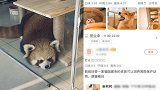 重庆一咖啡厅养小熊猫招客 网友发文质疑