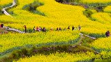 油菜花逐渐染黄了神州大地，犹如人间仙境