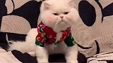 东北姥姥给小猫咪买的新年衣服会是什么样的呢