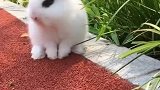 小了白了兔