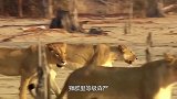 两只母狮围攻猎物，结果猎物是它，镜头拍下全过程