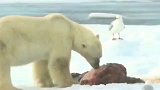 北极熊：允许海鸥分享海豹大餐，这场面还是第一次见