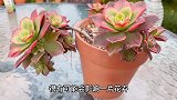 养花遇到蚧壳虫怎么办，教你几招清除虫害，花卉重现艳丽爆盆