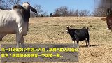 小羊跟一只大鸡杠上了，谁也不服谁，真是一对小冤家！