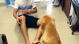 主人吃错东西肚子疼，金毛守在一旁祷告，结局逗了