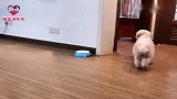 主人让狗狗自己进屋睡觉，狗狗轻车熟路一顿操作，这狗成精了