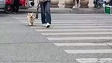 这狗是触犯了天条吗，你牵着链子我也嫌沉