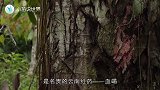 世界上真有会“流血”的树，非洲人还拿它的血做染料，快面临灭绝
