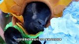 公羊被主人强行剃毛后彻底怒了，下一秒请你憋住别笑