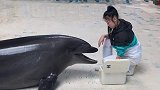 抖到蓬莱八仙过海 小海豚 上岸寻找小姐姐啦