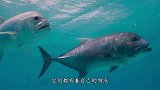 世界上最蠢的鱼，被吃了一半还没反应， 没灭绝全靠生的多