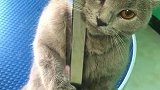 猫：我不吃，我不喝，我就要小鱼干！