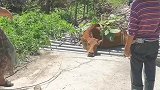 黄牛四脚全落铁管下面了