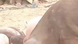 野猪和家猪自由恋爱，大叔喜获40多头野猪崽