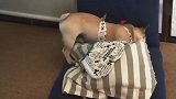斗牛犬宝宝你是这么进被窝的啊,这姿势不累么