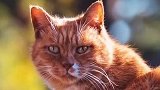 故宫的猫——白点儿