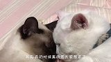 小主人出世后，猫咪就全天24小时贴身照顾，互动瞬间有爱极了