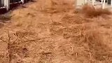 遇见二哈居然站着电线杆上，它是怎么上去的