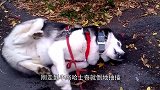 哈士奇遛弯时忽然倒地抽搐，主人却束手无策，真是太可怕了