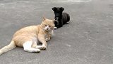 小黑狗去招惹猫咪尾巴，被猫咪抓头按地上教训