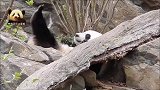 熊猫贝贝走心卖萌，蹭个痒痒，凹个造型，帅萌帅萌的