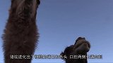 牛迷恋上吃仙人掌，一边吃一边痛，骆驼看到估计很想笑