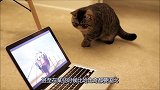 猫咪趁主人上厕所，偷看电脑里的动画片，这猫怕是成精了吧！