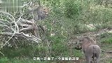 这只巅峰期的疣猪嚣张至极，根本不把花豹放在眼里，还对其挑衅