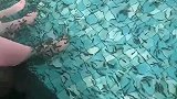 体验做鱼疗