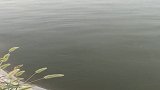 小伙水库黑漂中大鱼，接下来的一幕吓坏了，大鱼自己跳上岸了！