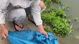这不是在放生，典型的破坏生态平衡，过几天这条河里只有鲶鱼
